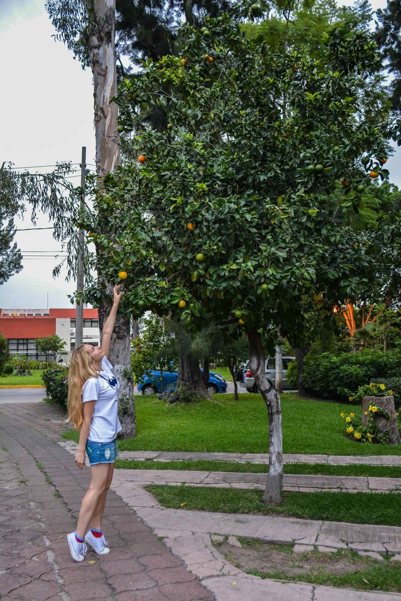 6-ий день Mariachi ввечері, п’ятниця. 05.09.2014