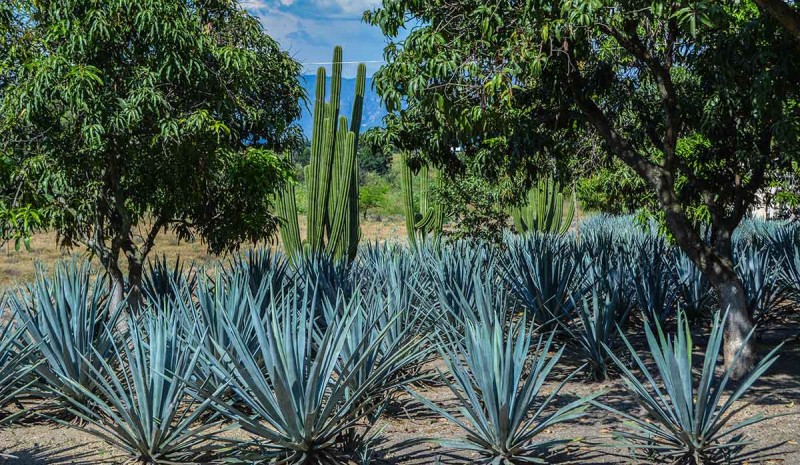 Tequila city