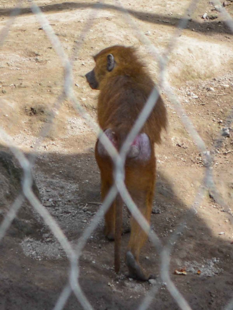 Зоопарк Гвадалахари