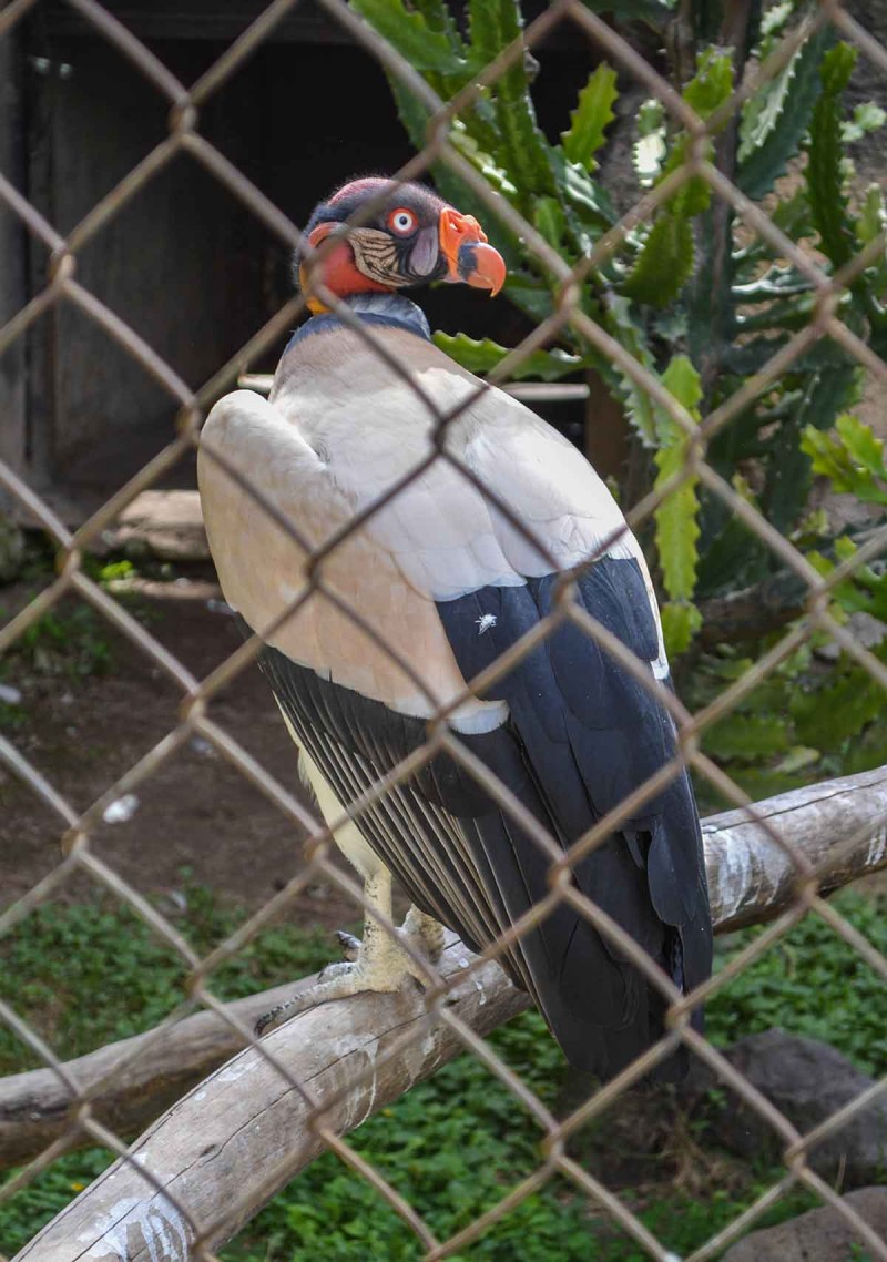 Зоопарк Гвадалахари